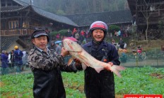 永定区王家坪砂子垭村举办首届鸡罩捕鱼节（图）